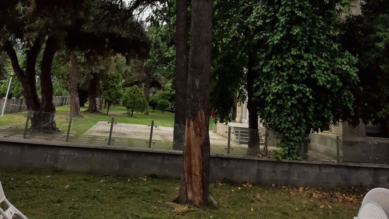 Yıkılma tehlikesi olan ağaca müdahale edilecek