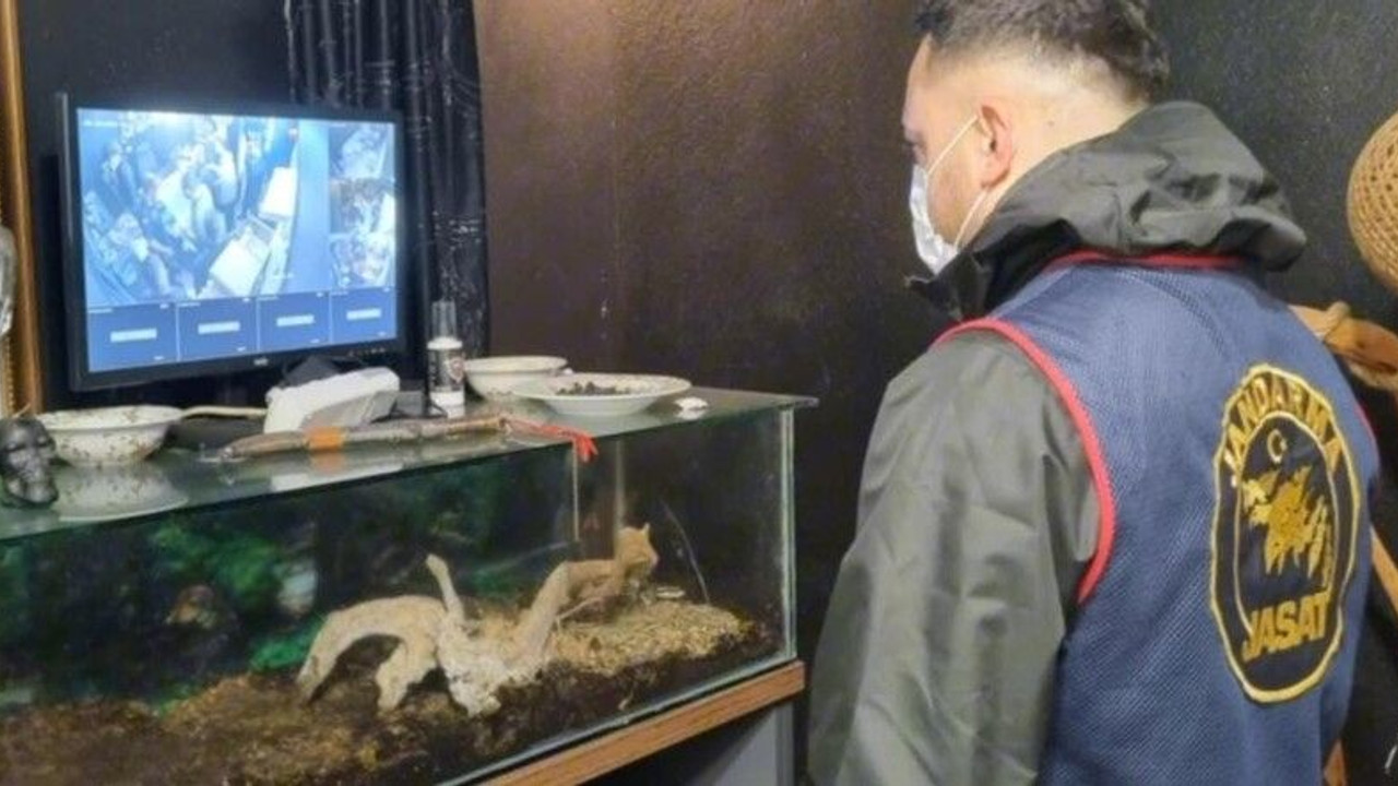 Komşuda ilginç olay: Evinde iki kraliyet pitonu, onlarca hamster bulundu!
