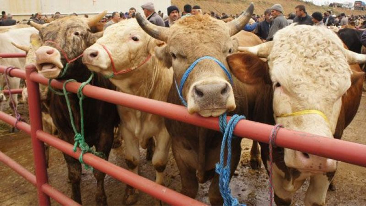 Kurbanlık hayvanların sevkinde uyulacak kuralları belirledi
