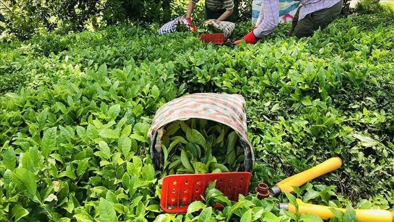 Yaş çay alımına kota getirildi