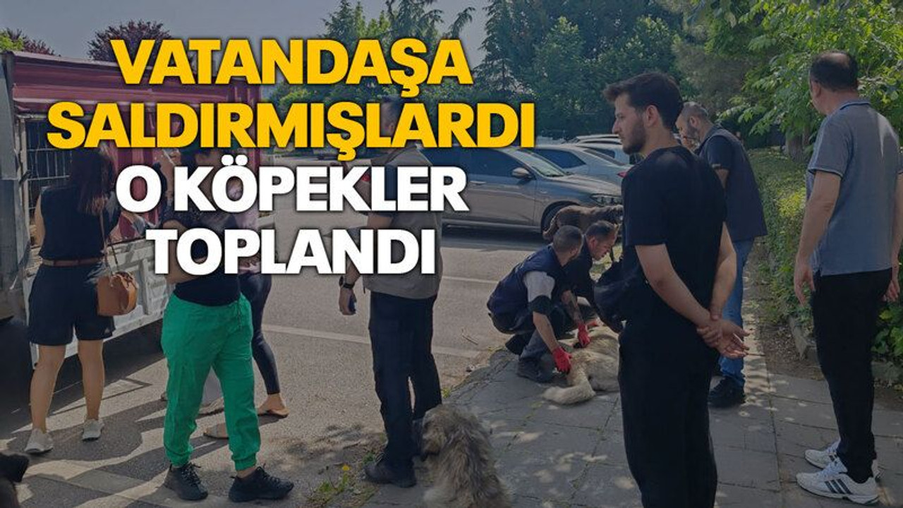 Vatandaşa saldırmışlardı, o köpekler toplandı