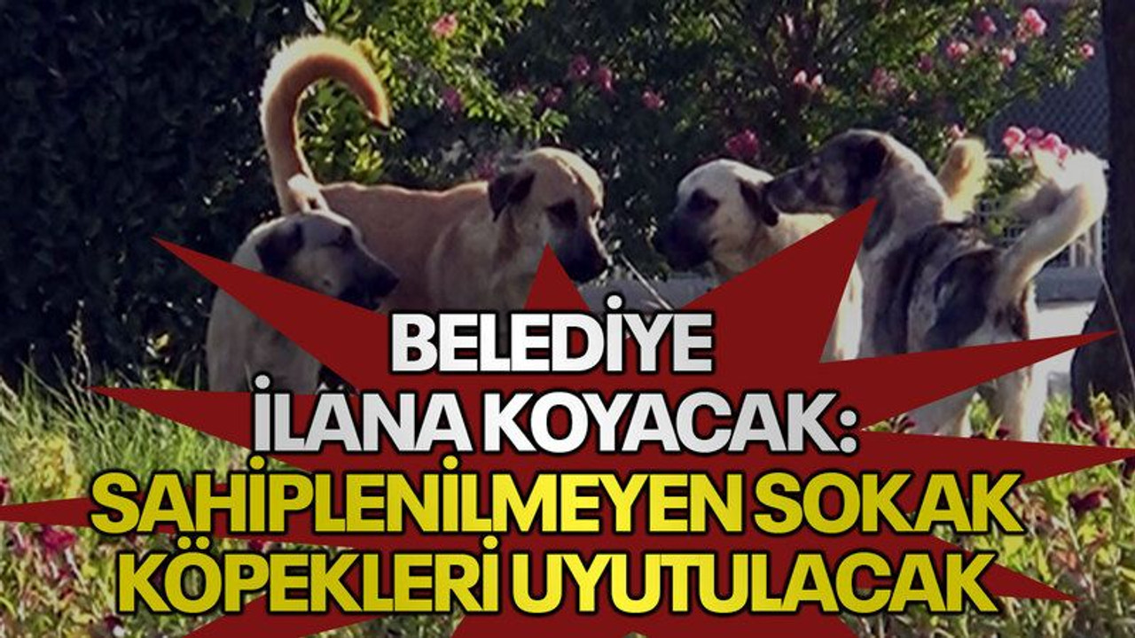 Belediye ilana koyacak: Sahiplenilmeyen sokak köpekleri uyutulacak