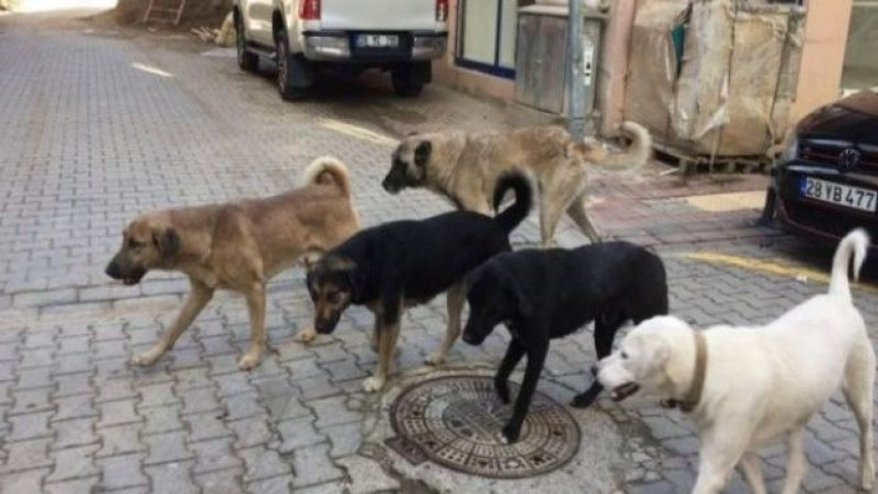 TBB'den AKP'nin 'hayvan hakları yasa teklifi'ne tepki