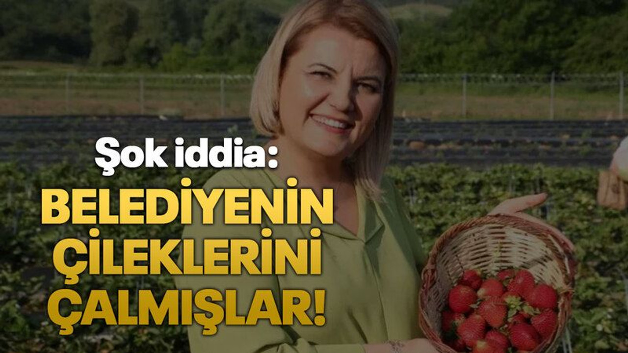 Şok iddia: Belediyenin çileklerini çalmışlar!