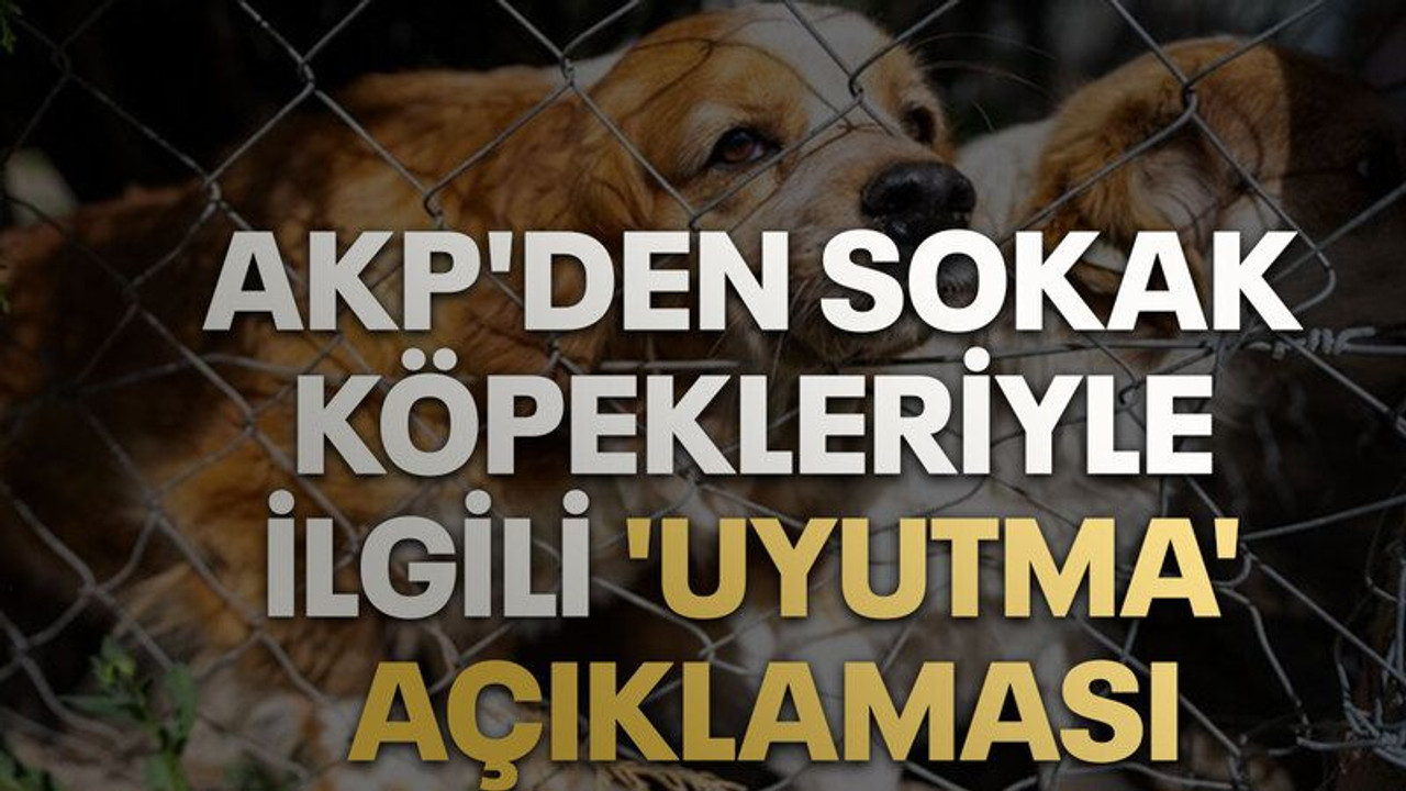 AKP'den sokak köpekleriyle ilgili 'uyutma' açıklaması