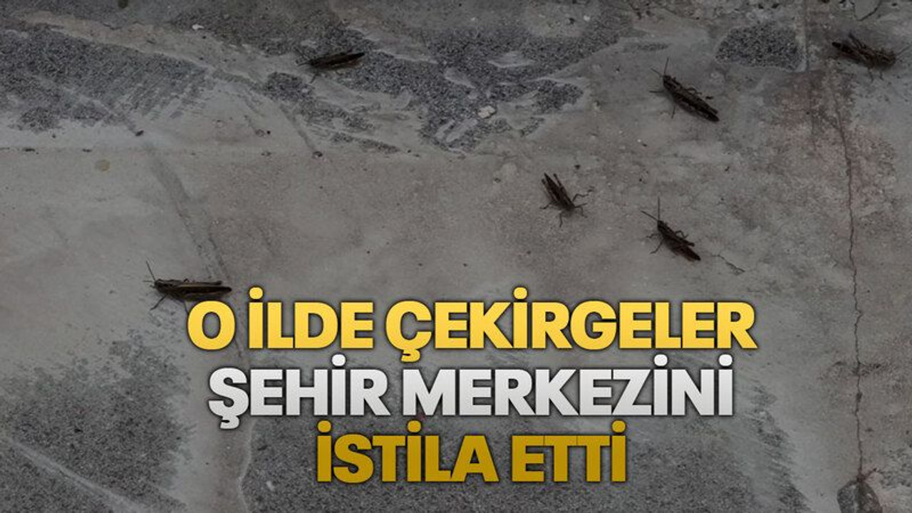 O ilde çekirgeler şehir merkezini istila etti