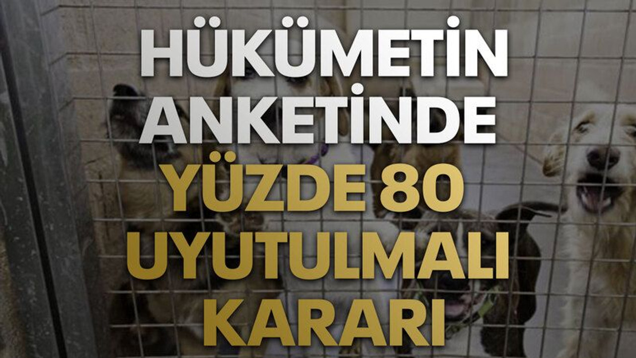Hükümet anket yaptı: Yüzde 80 uyutulmalı!