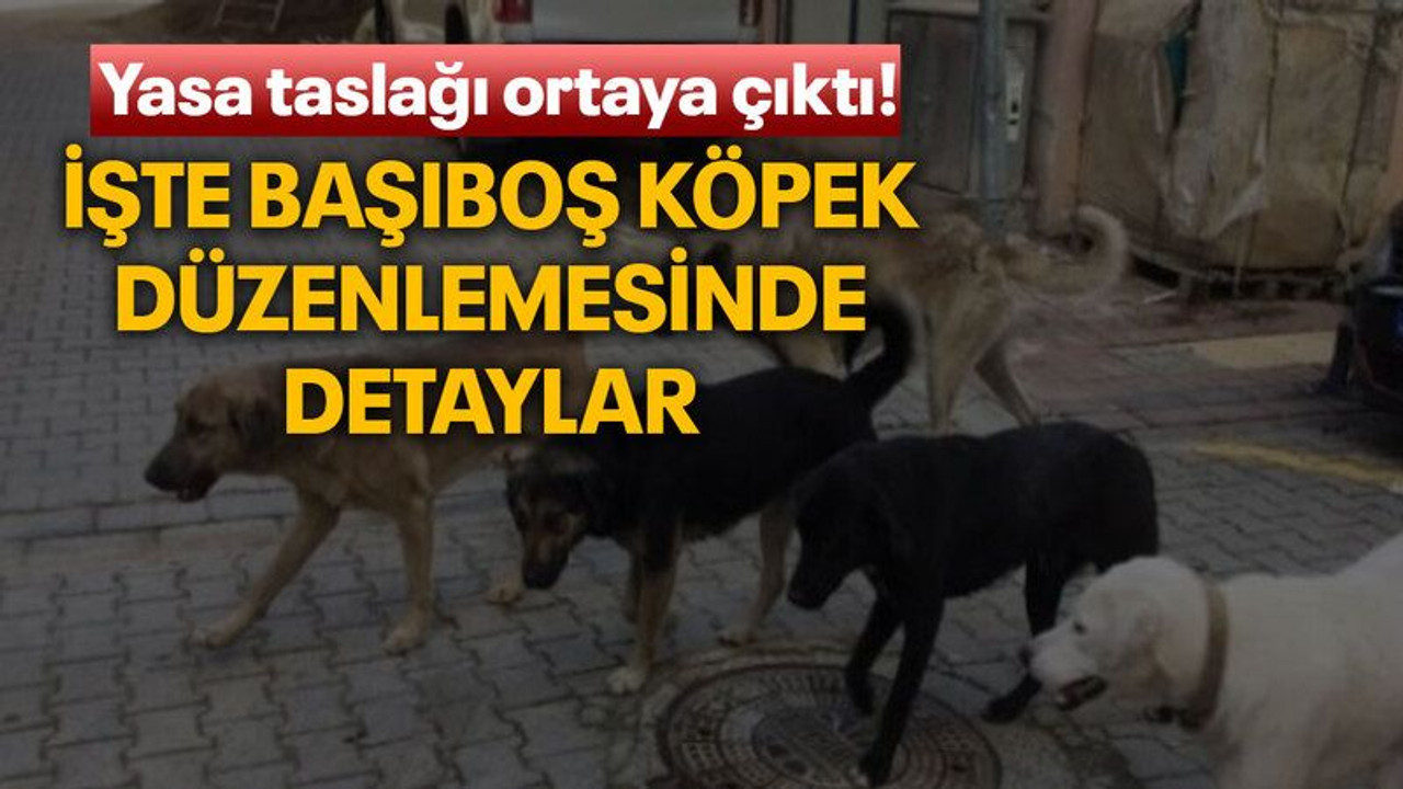 Yasa taslağı ortaya çıktı! İşte başıboş köpek düzenlemesinde detaylar