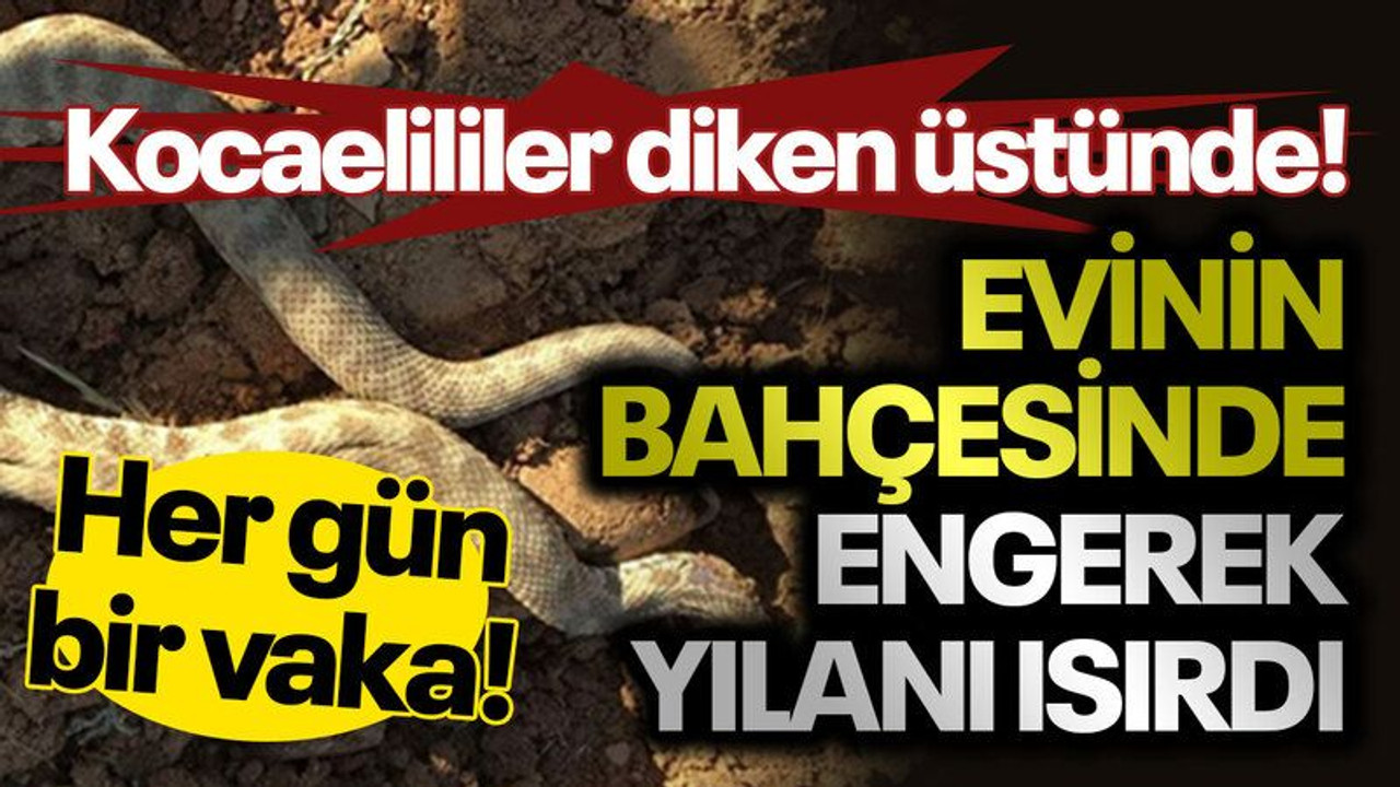 Kocaelililer diken üstünde! Evinin bahçesinde engerek yılanı ısırdı