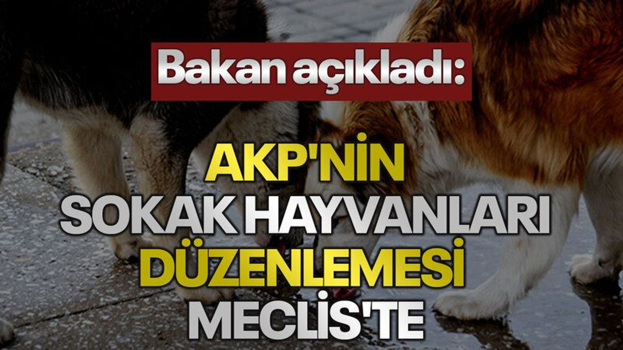 Bakan açıkladı: AKP'nin sokak hayvanları düzenlemesi Meclis'te