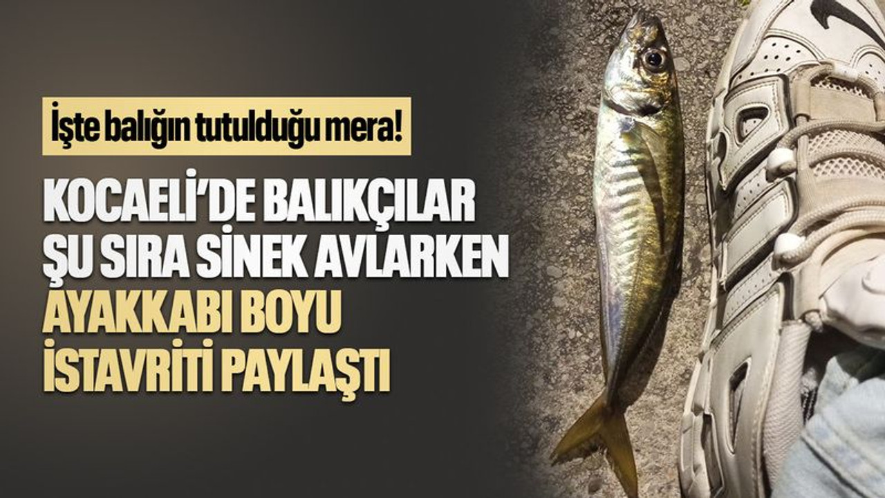 İşte balığın tutulduğu mera! Kocaeli’de balıkçılar şu sıra sinek avlarken ayakkabı boyu istavriti paylaştı