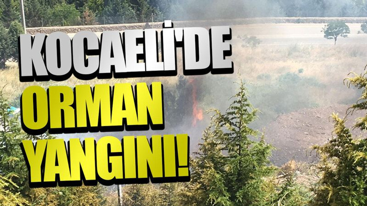 Kocaeli'de orman yangını!