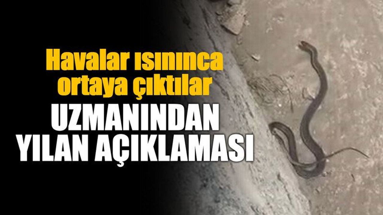 Havalar ısınınca ortaya çıktılar: Uzmanından yılan açıklaması
