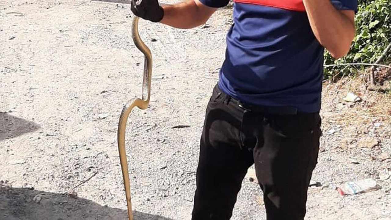 Zonguldak’ta 1,5 metrelik yılan panik yarattı