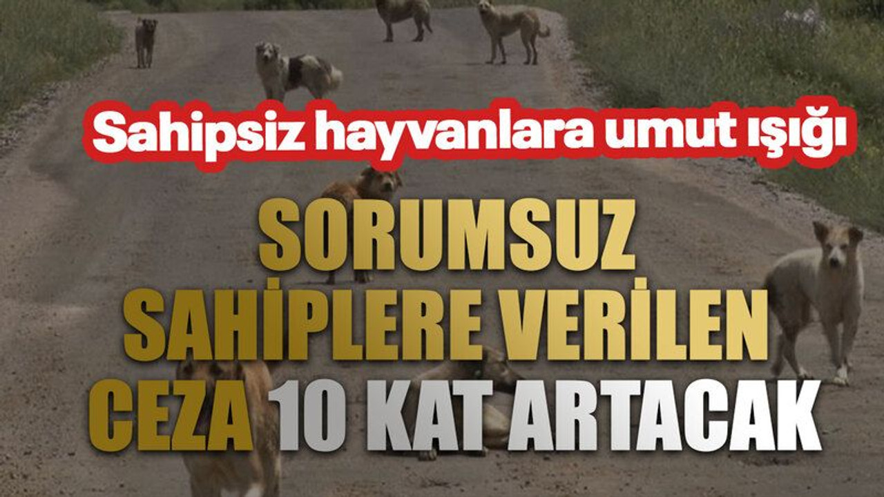 Sahipsiz hayvanlara umut ışığı: Sorumsuz sahiplere verilen ceza 10 kat artacak