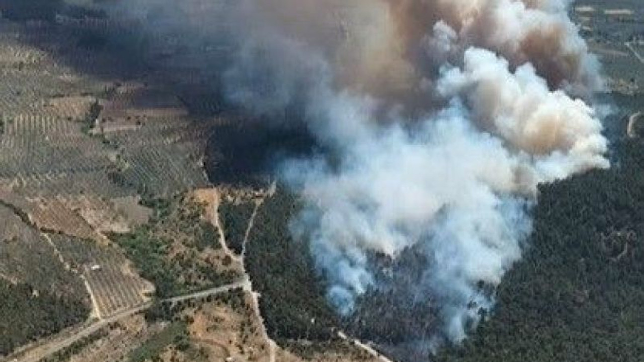Manisa'da orman yangını