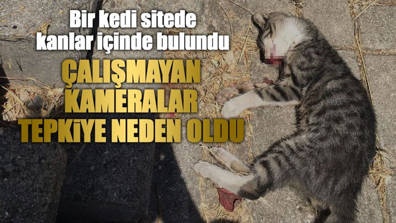Bir kedi sitede kanlar içinde bulundu, Çalışmayan kameralar tepkiye neden oldu