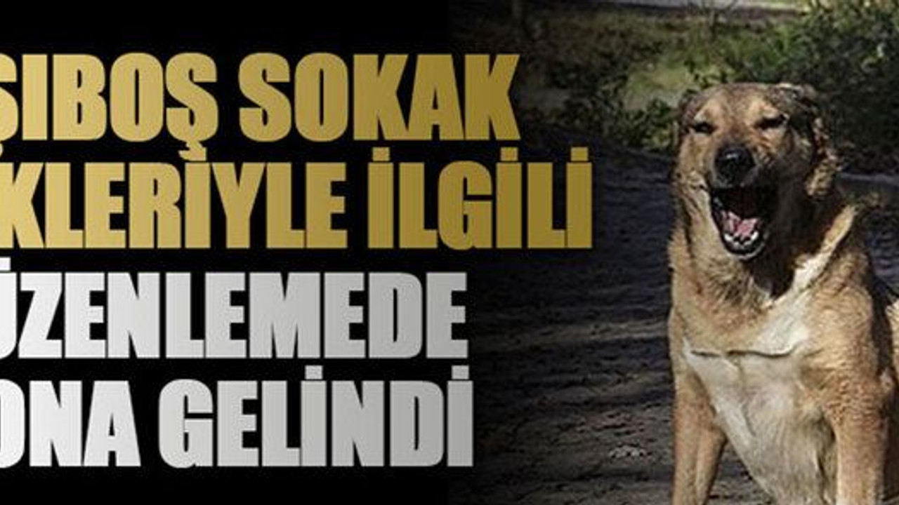 Başıboş sokak köpekleriyle ilgili düzenlemede sona gelindi
