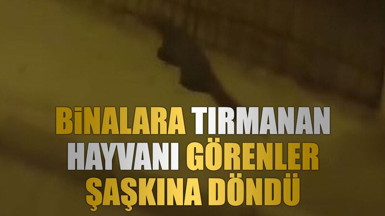 Binalara tırmanan hayvanı görenler şaşkına döndü