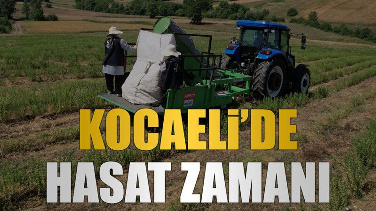 Kocaeli’de hasat zamanı