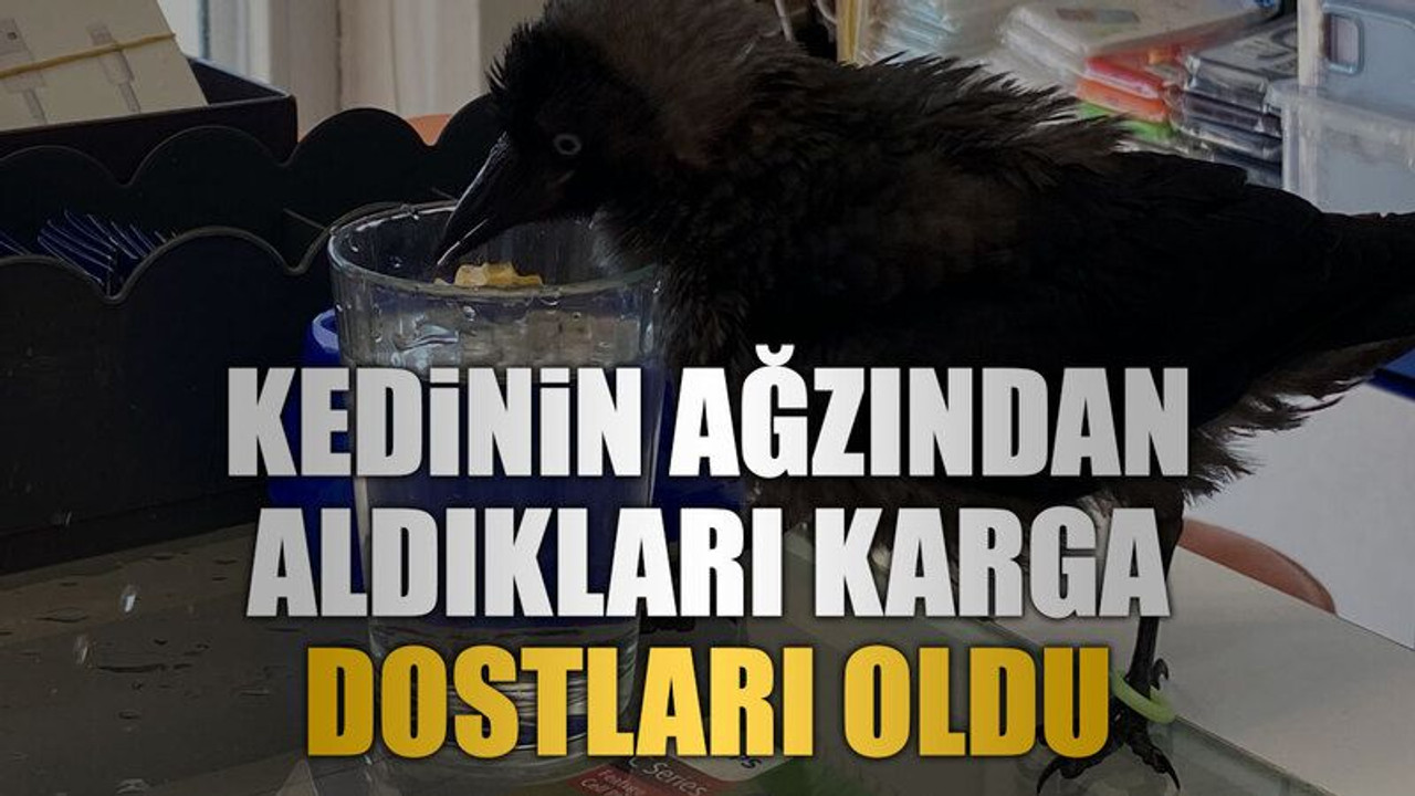 Kedinin ağzından aldıkları karga dostları oldu