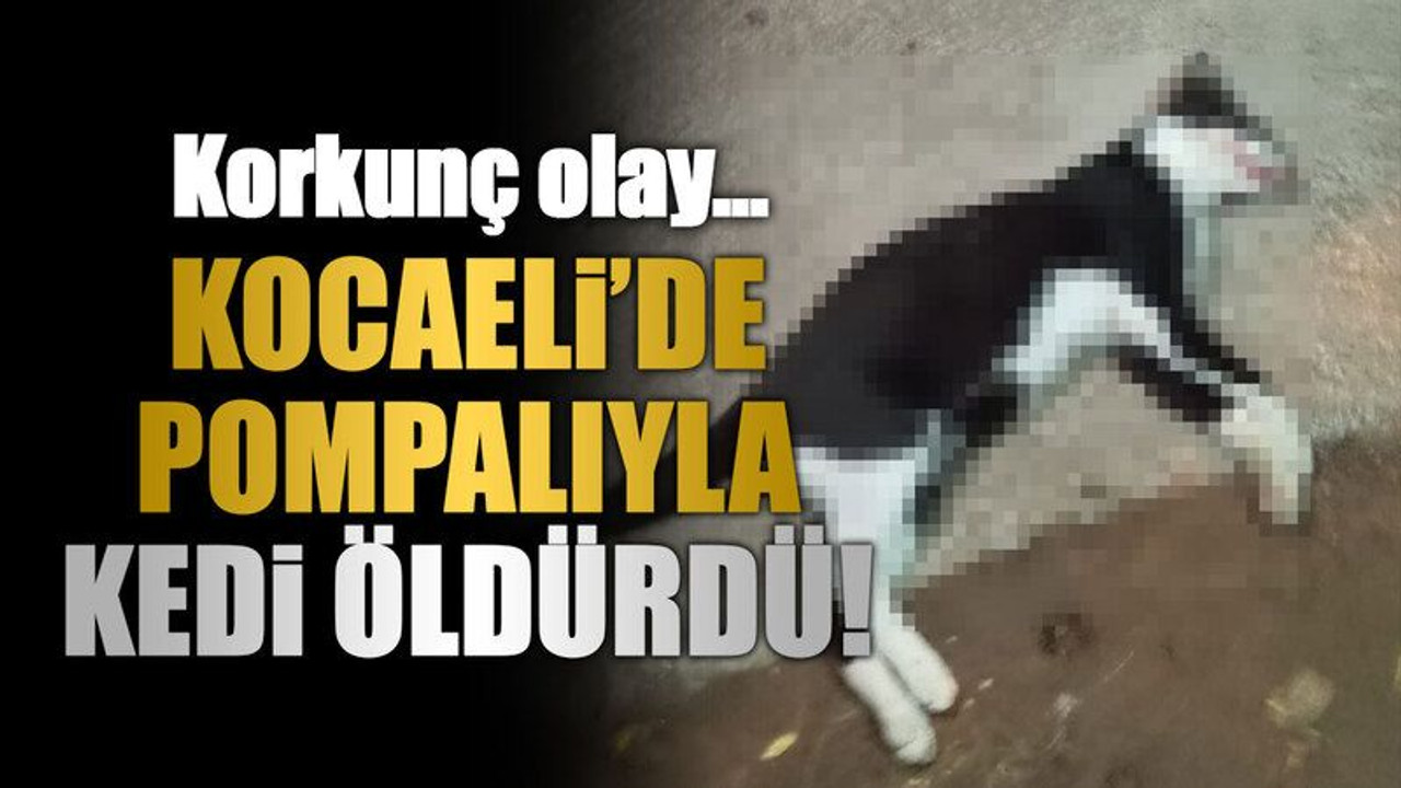 Korkunç olay… Kocaeli’de pompalıyla kedi öldürdü!