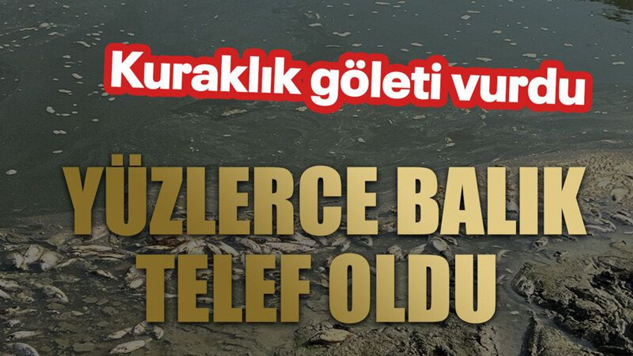 Kuraklık göleti vurdu, yüzlerce balık telef oldu