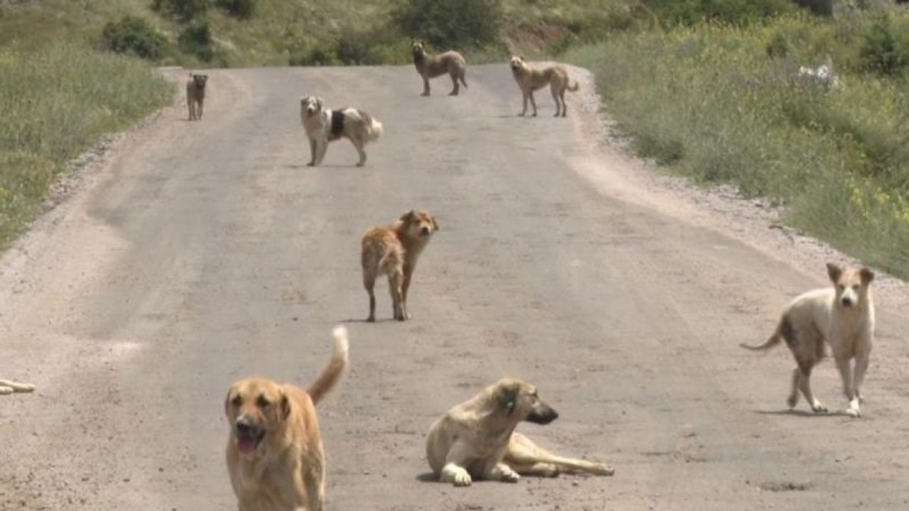 Sokak hayvanlarına yönelik yasa teklifinin görüşmeleri tekrar başladı