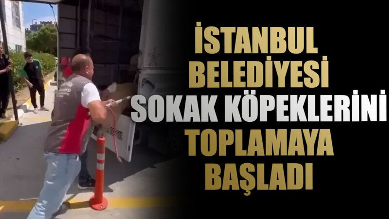 İstanbul Belediyesi sokak köpeklerini toplamaya başladı