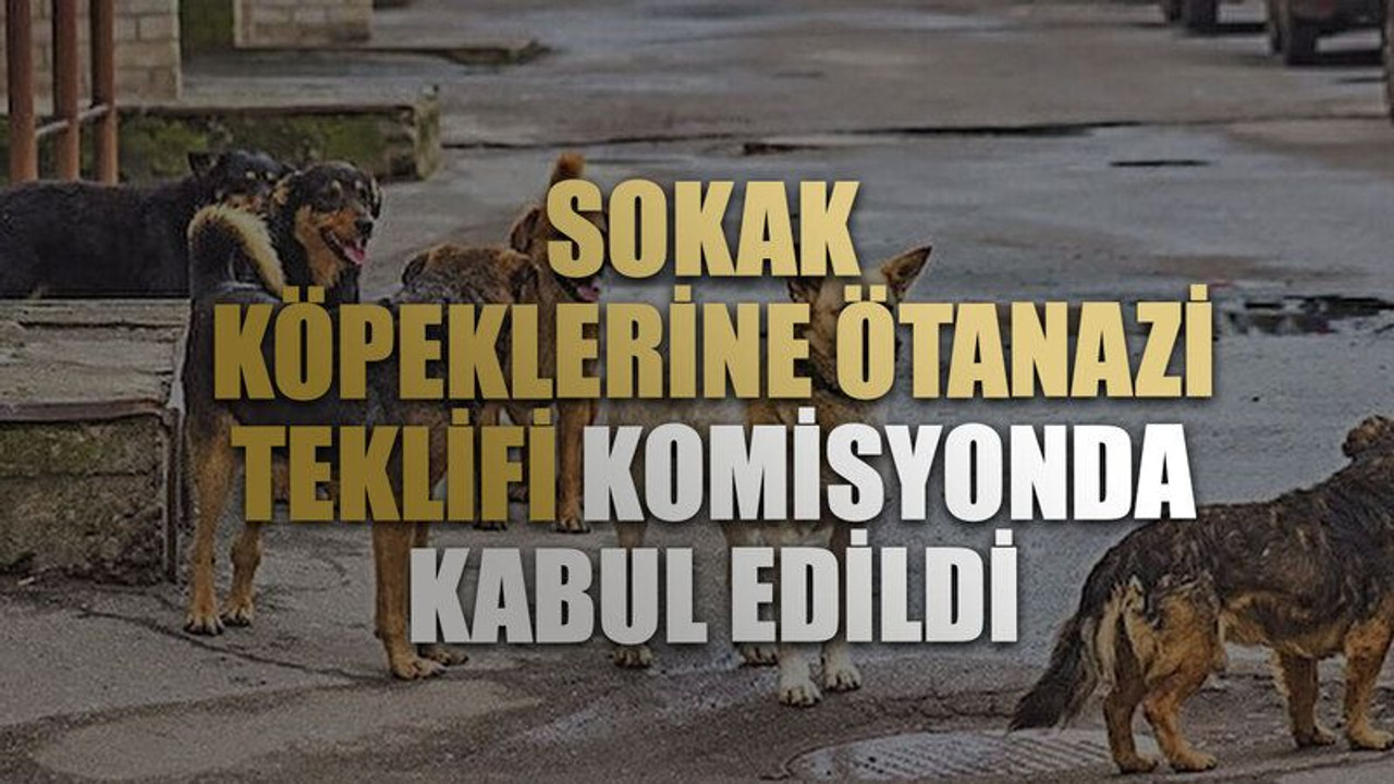 Sokak köpeklerine ötanazi teklifi komisyonda kabul edildi