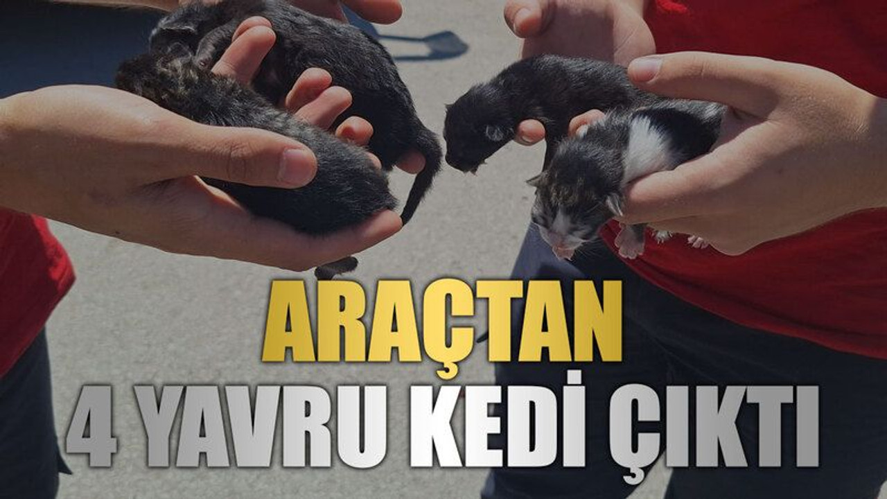 Araçtan 4 yavru kedi çıktı