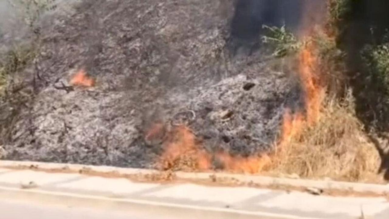 Beykoz'da orman yangını