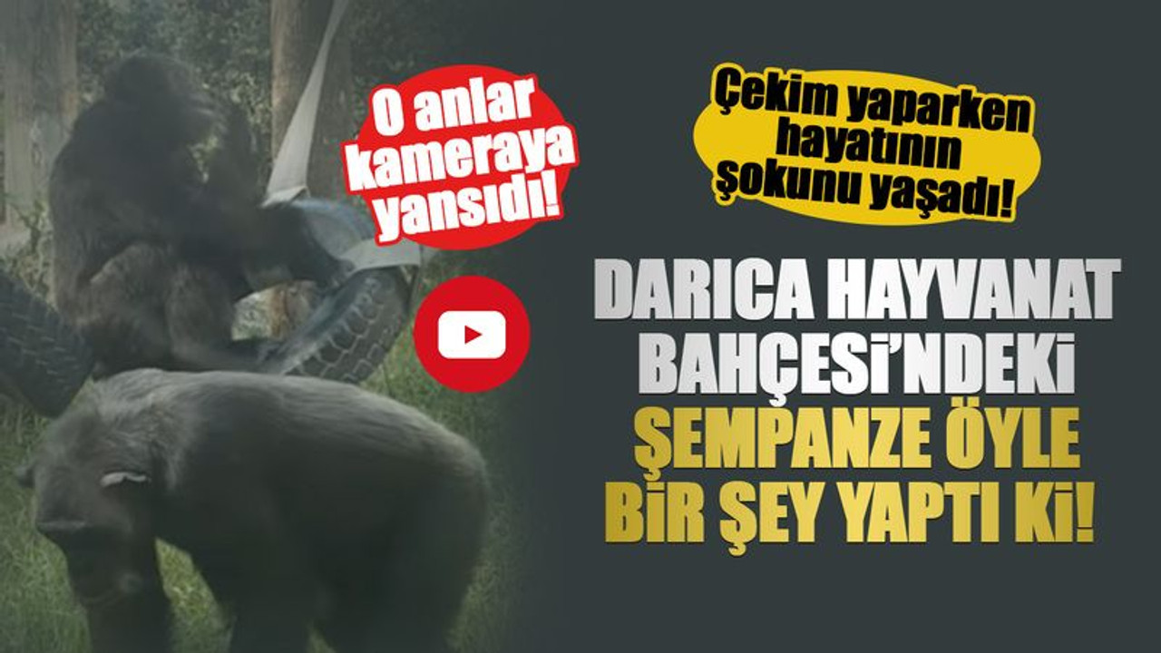 Darıca Hayvanat Bahçesi’ndeki şempanze öyle bir şey yaptı ki! Çekim yaparken hayatının şokunu yaşadı! O anlar, kameraya yansıdı!