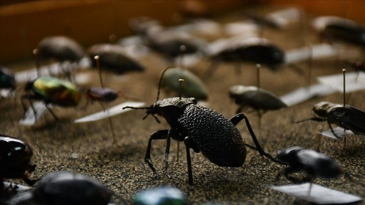 Türkiye'de son yıllarda artan sıcaklık böcek popülasyonunun çoğalmasına neden oluyor