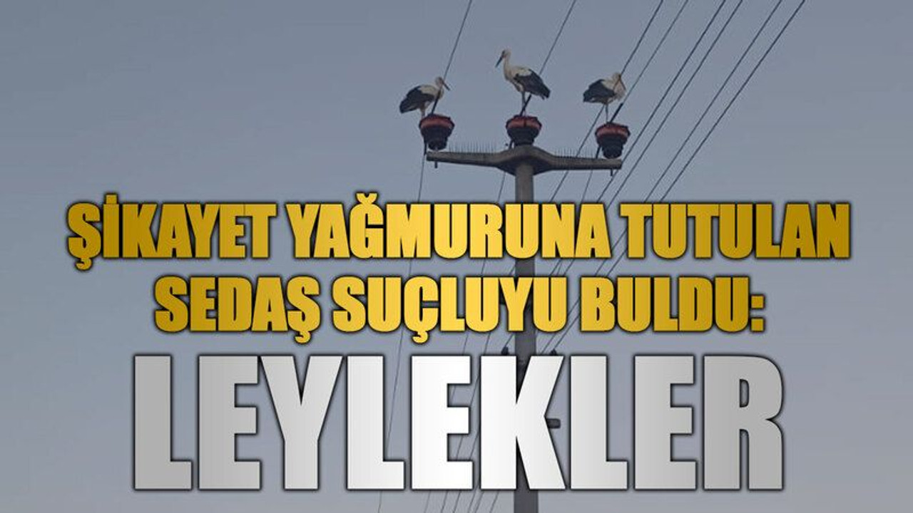 Şikayet yağmuruna tutulan SEDAŞ suçluyu buldu: LEYLEKLER