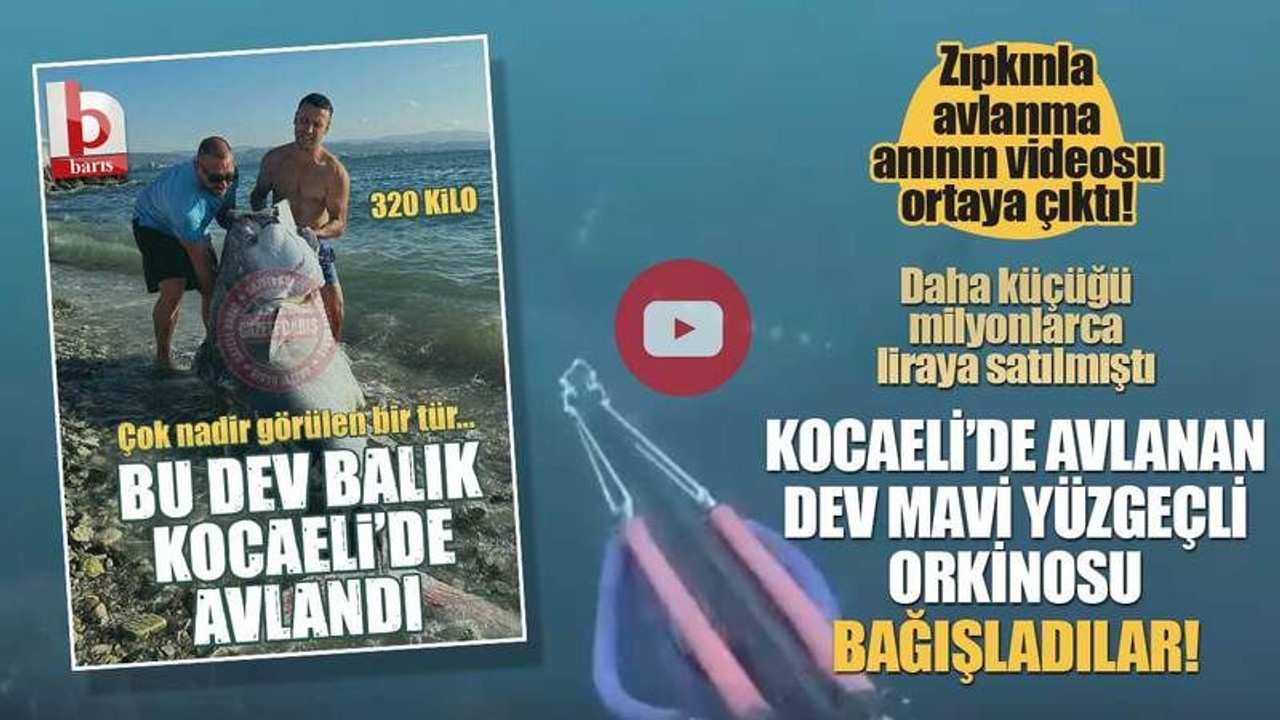 Daha küçüğü milyonlarca lira etmişti! Kocaeli’de avlanan, dev mavi yüzgeçli orkinosu bağışladılar! Balığın avlanma anı kamerada...