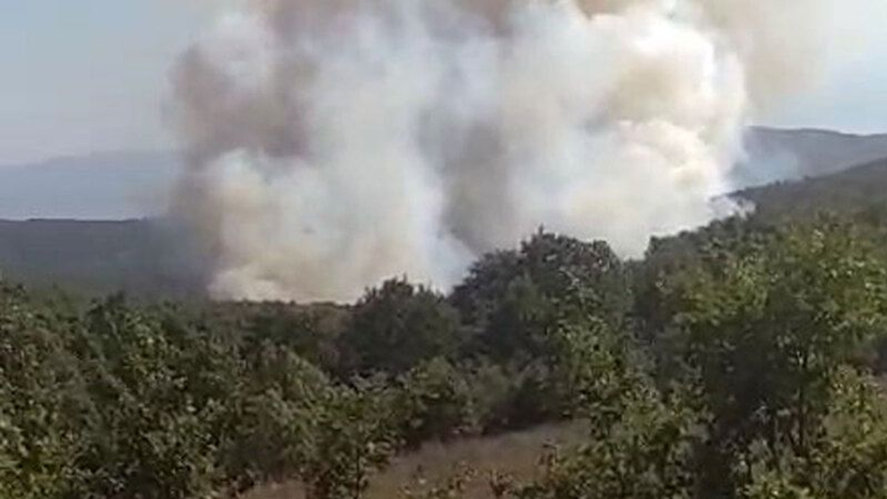 Kocaeli'de orman yangını