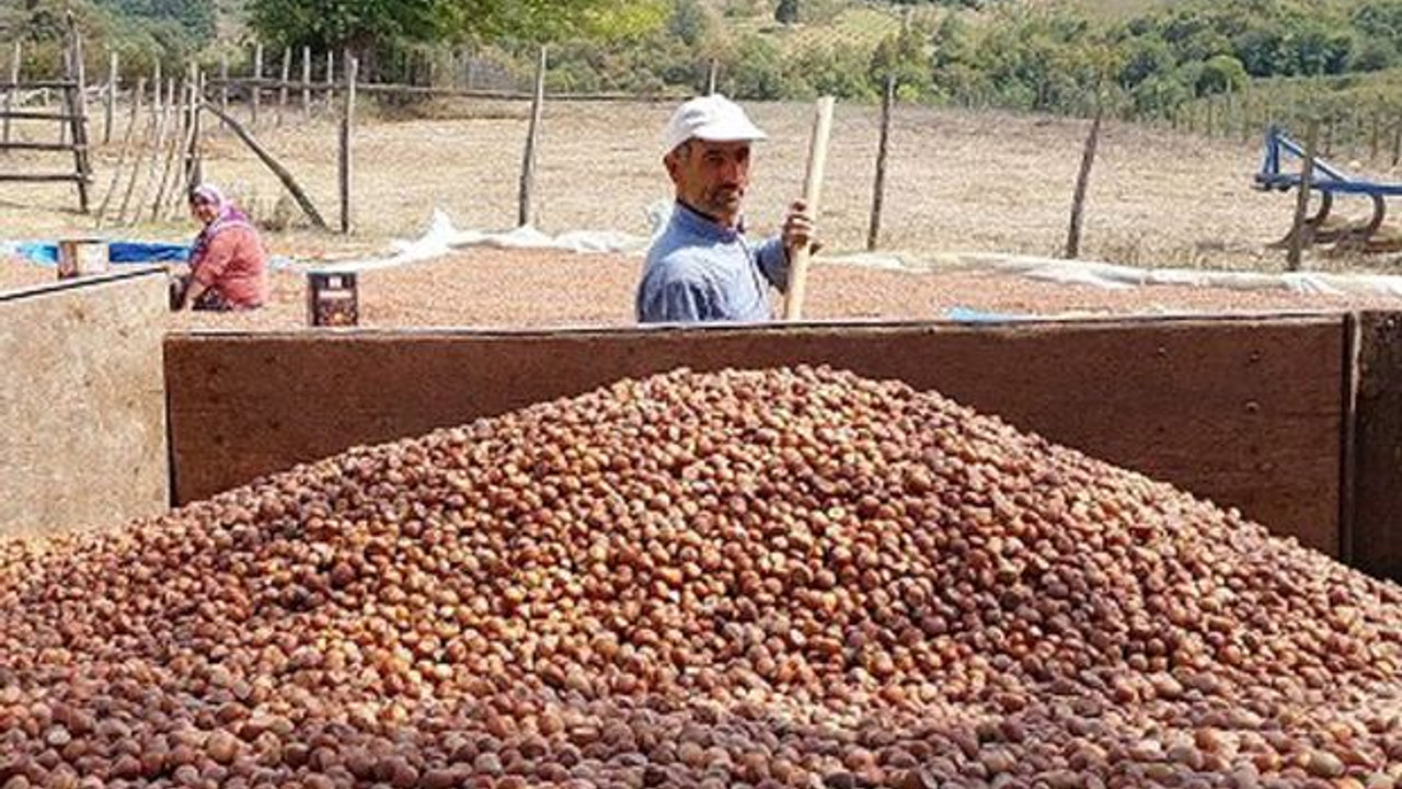 Kocabayramlar’da fındık hasadı tamam