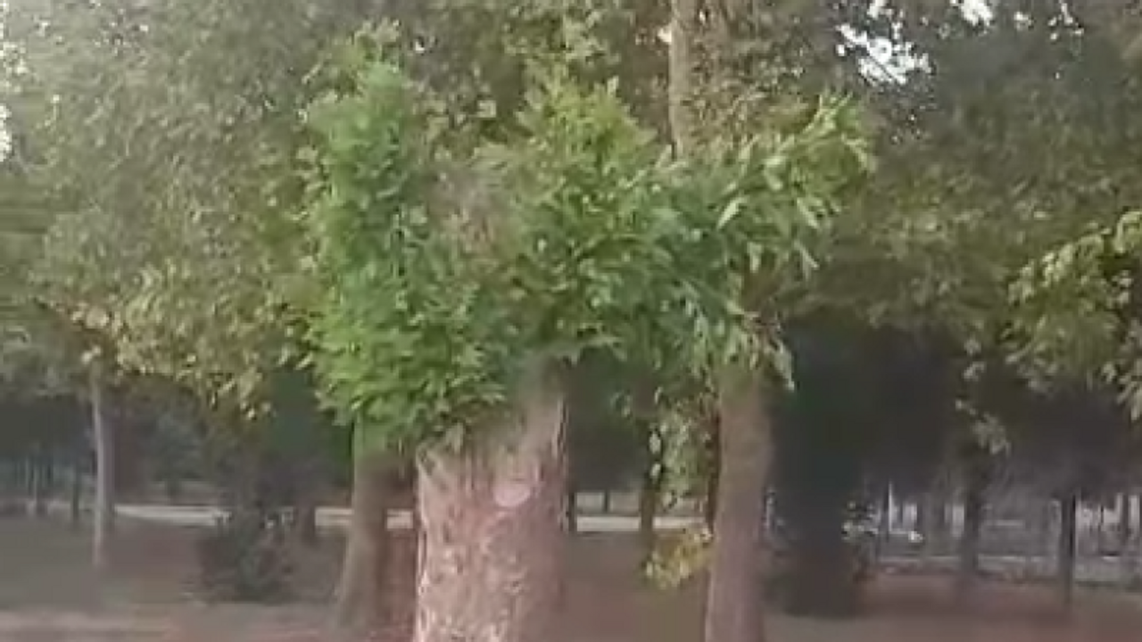 Bu nasıl ağaç budama?
