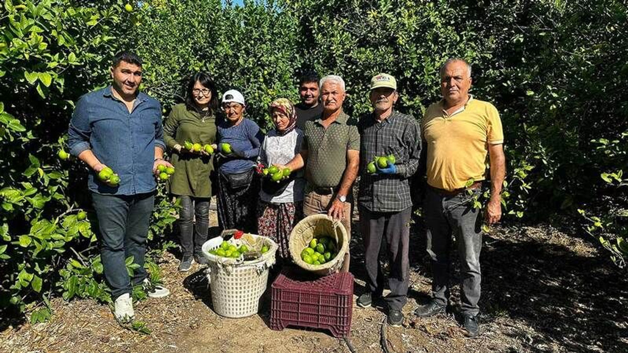Limonun ihracat yolculuğu