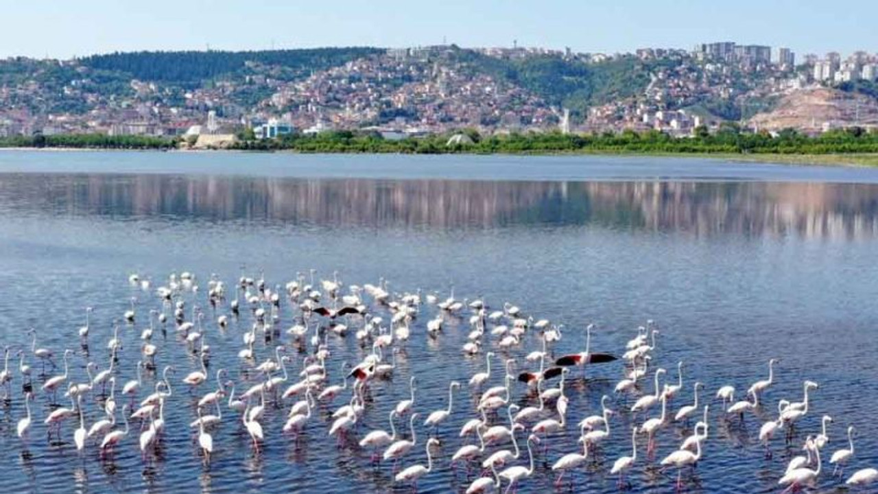 İzmit Körfezi’nde biyoçeşitlilik artıyor