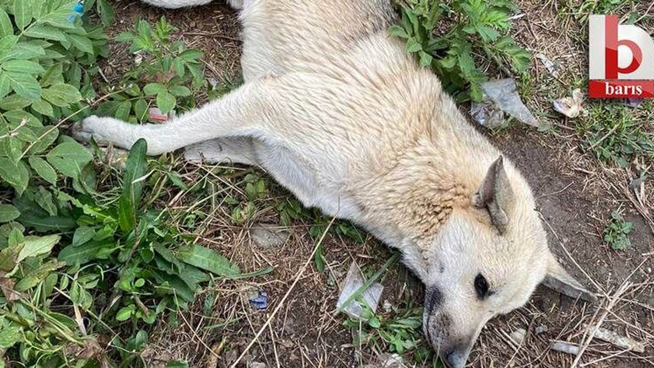 Kartepe çevre platformu “Sessizce ölüme yatıyorlar!”