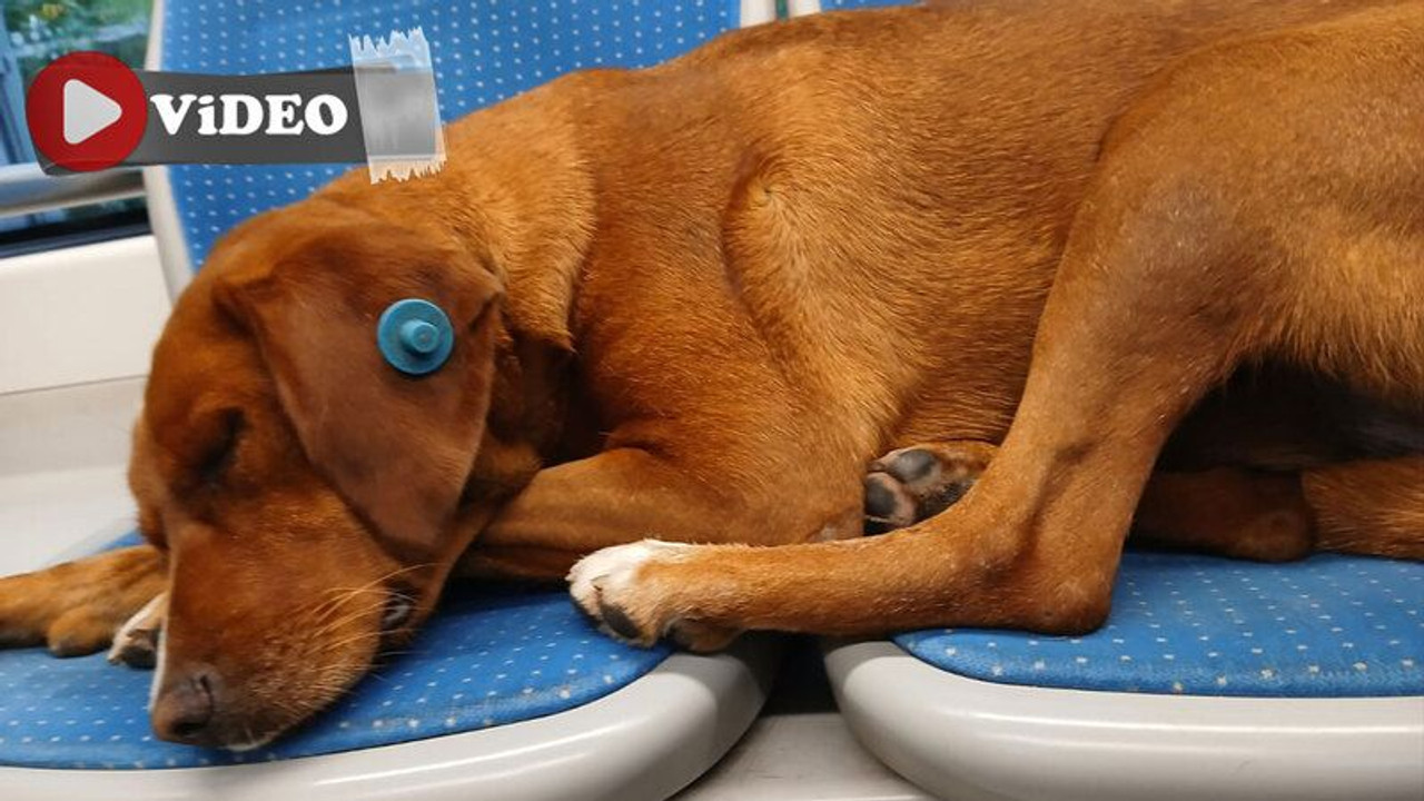 Sevimli köpek tramvay koltuklarında keyif çattı