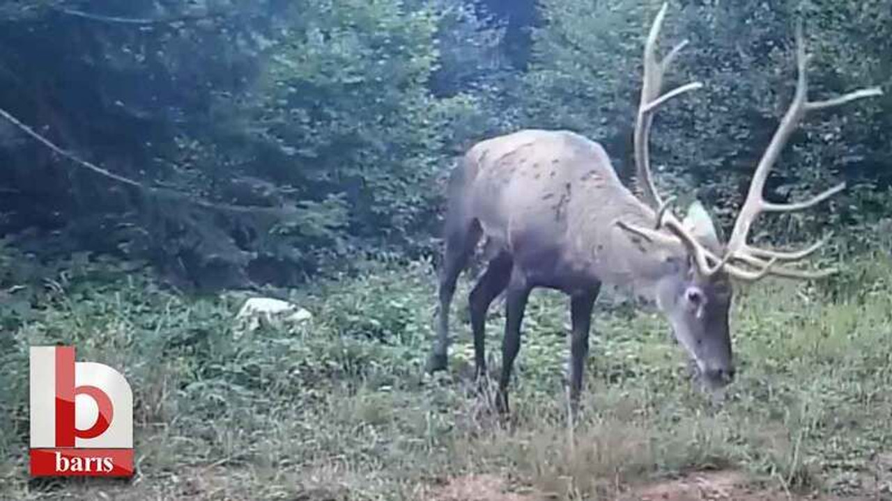 Kocaeli’de Kızıl geyikler fotokapana yakalandı