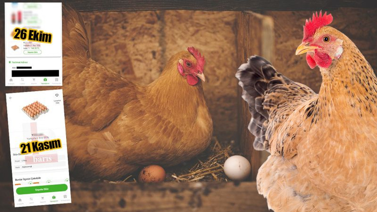 Kocaeli’de tavuklar, “ZAM” yumurtladı! Yumurtaya 1 ayda uçuk zam!