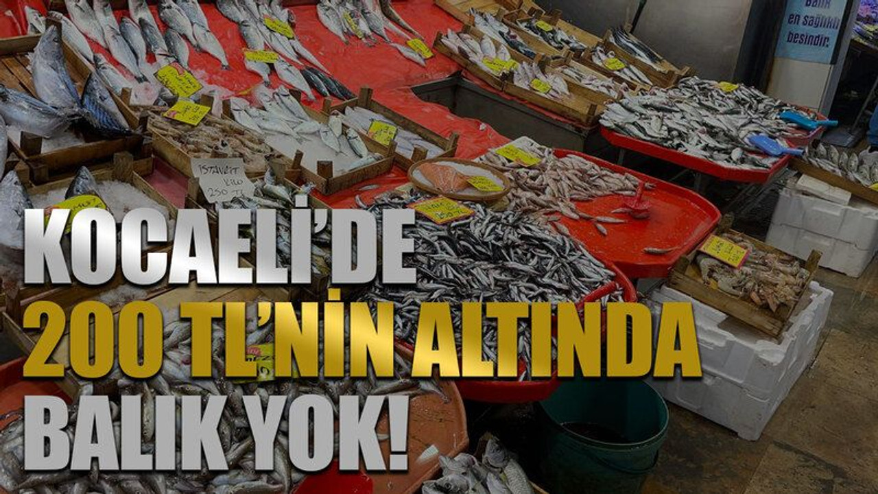Kocaeli’de 200 TL’nin altında balık yok! Kocaeli Balık Hali balık fiyatları