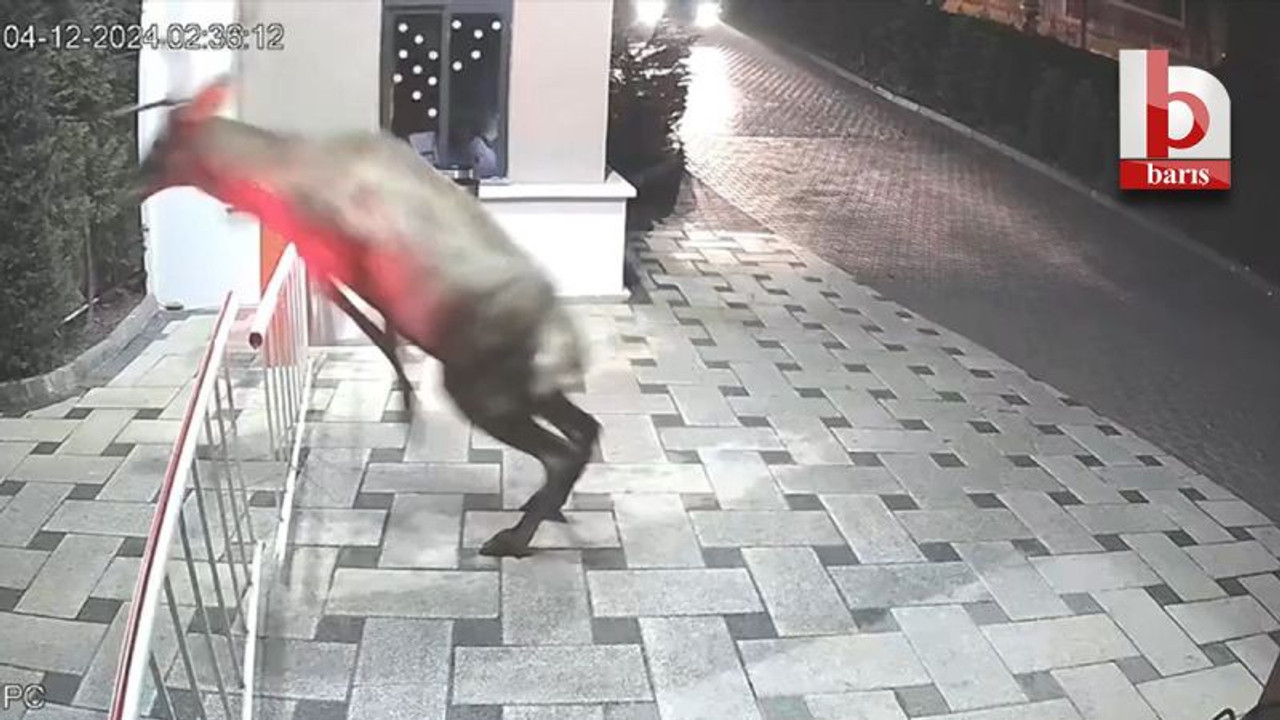 Kocaelili geyikler!