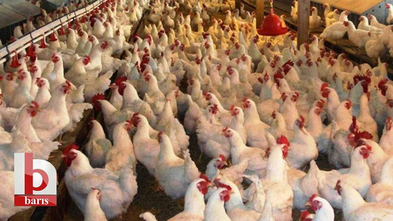 Kandıra’da kuş gribi iddiası