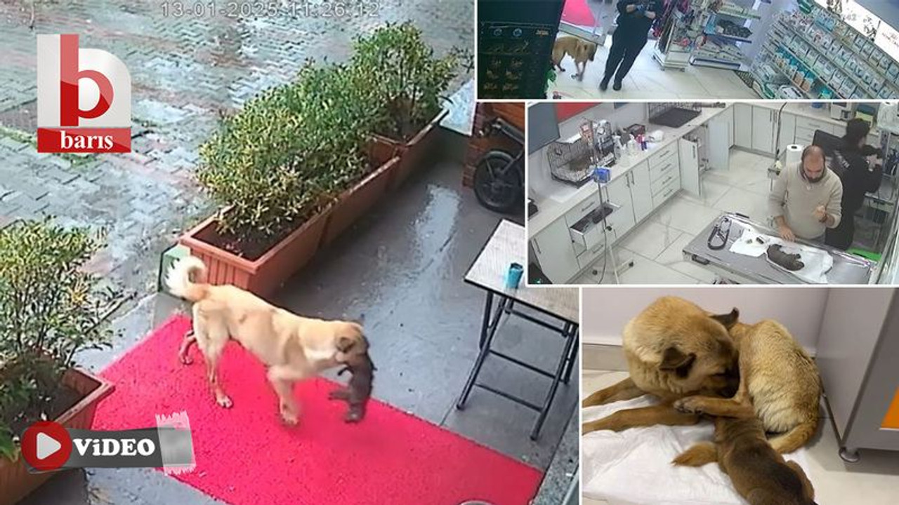 İstanbul'da ölmek üzere olan yavrusunu, veteriner kliniğine götürdü! Bakın sonra neler oldu