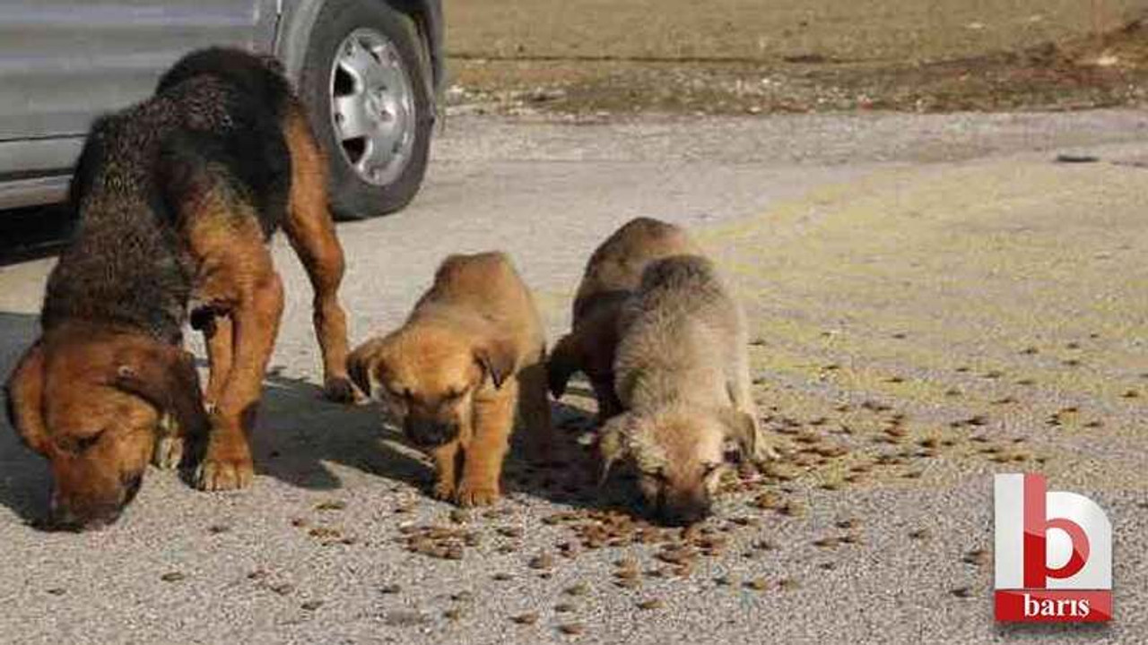 Bakanlık duyurdu: Belediyelere köpek başına ceza kesilecek